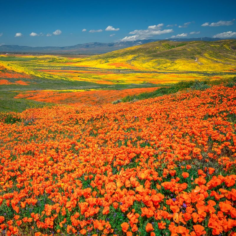 California Poppy