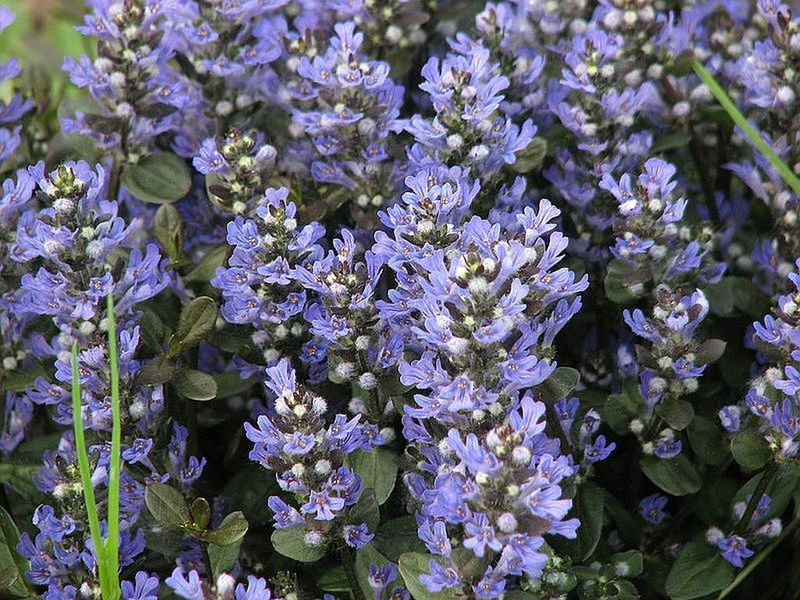 Ajuga 'Chocolate Chip'