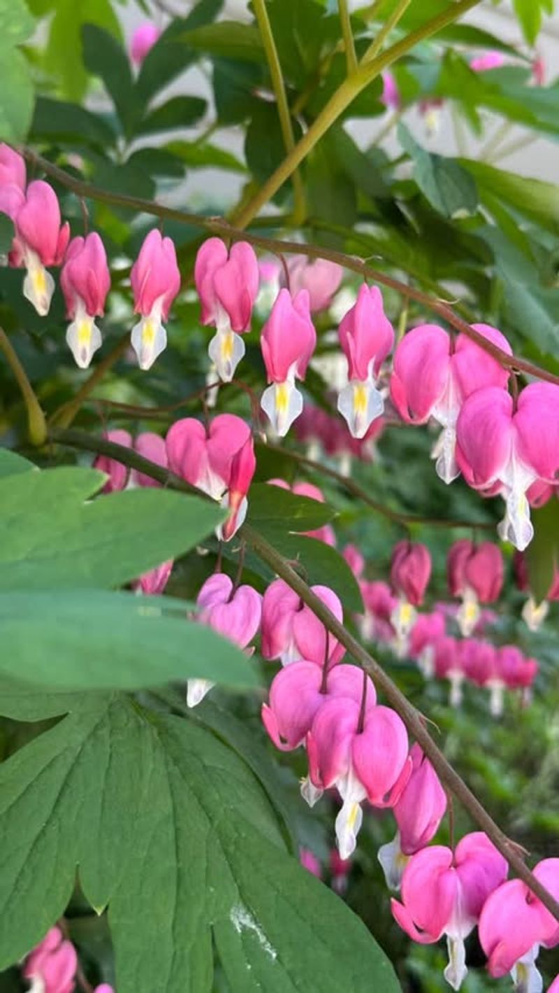 Bleeding Heart: The Romantic's Choice