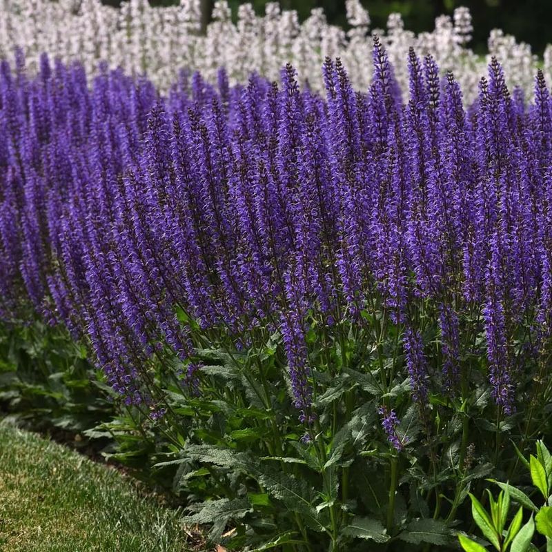 Salvia