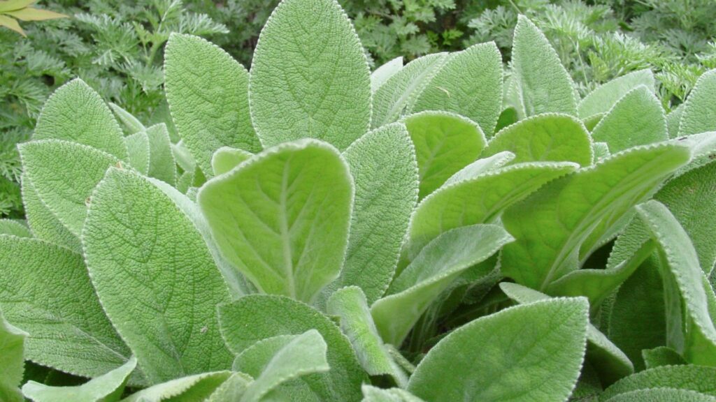 Lamb’s Ear