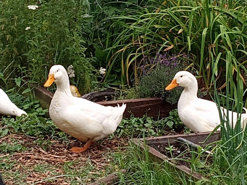 Duck Deployment