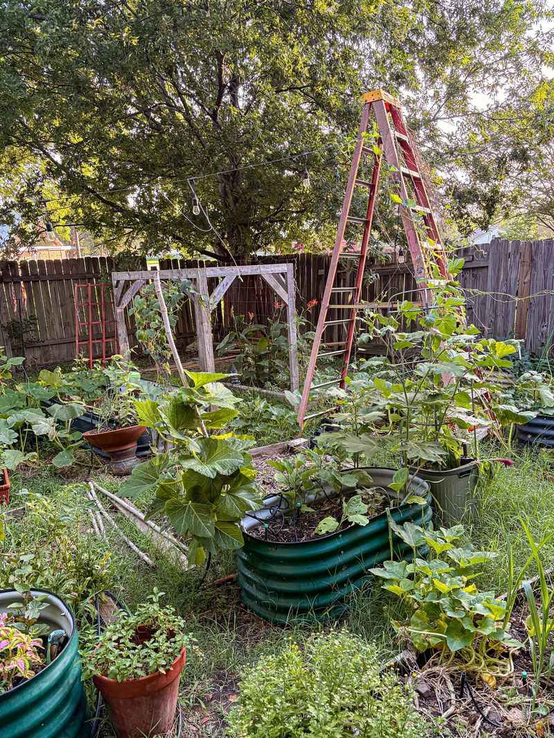 Overgrown Vegetable Gardens