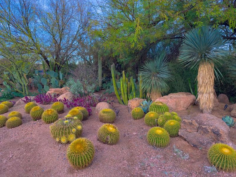Desert-Adapted Plants