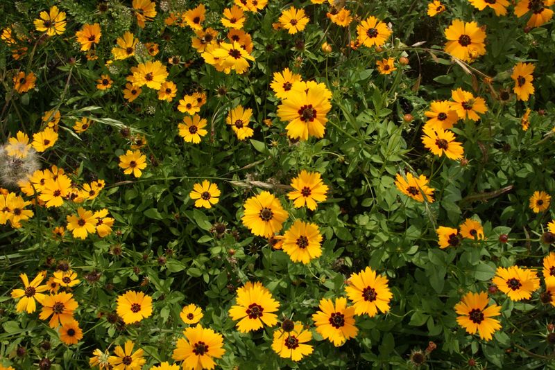 Coreopsis