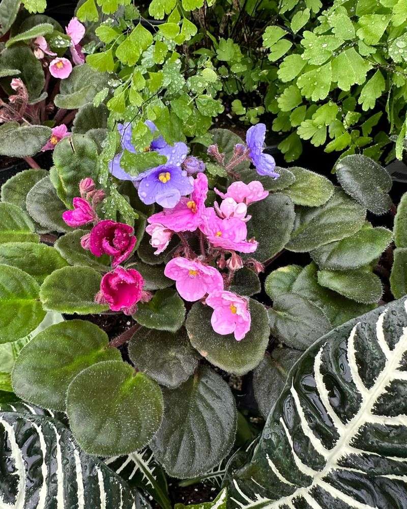 African Violet