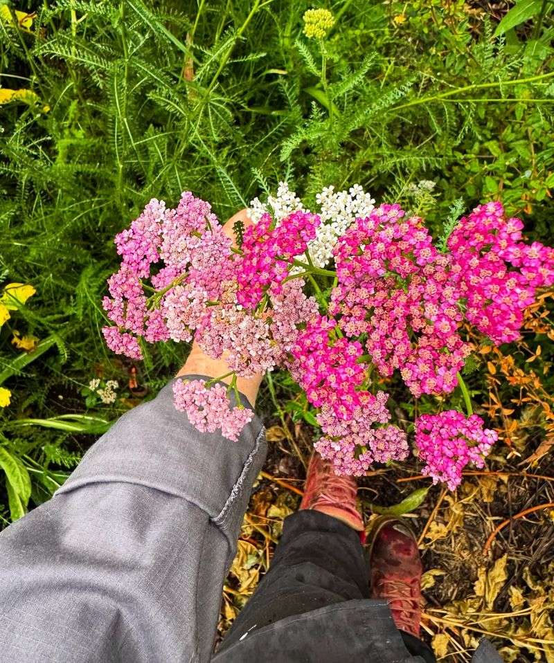 Yarrow (Achillea millefolium)