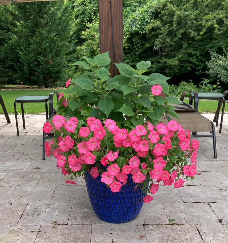 Petunias