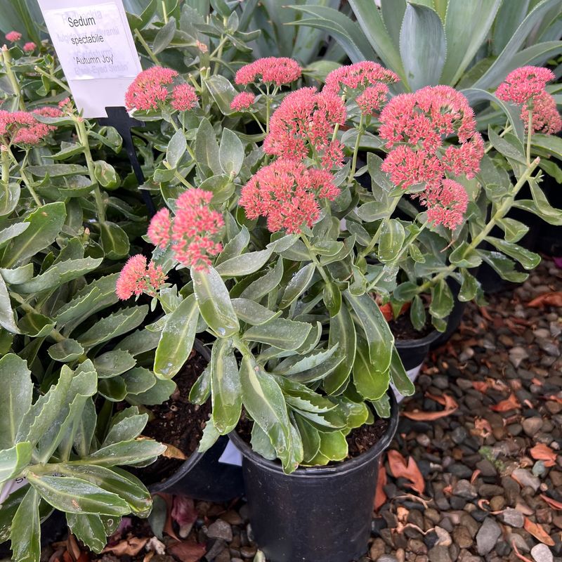 Sedum 'Autumn Joy'