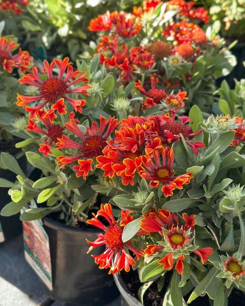 Blanket Flower's Fiery Display