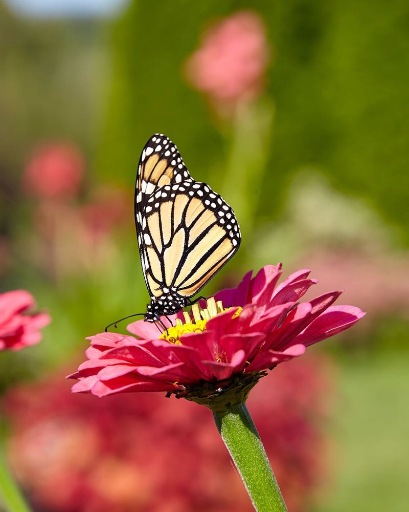 Zinnia
