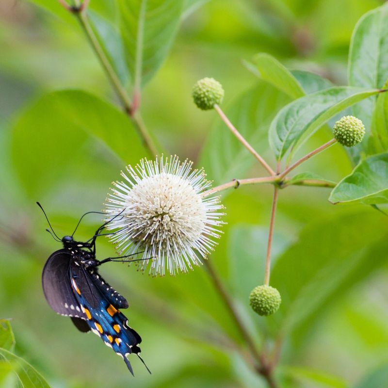 Buttonbush