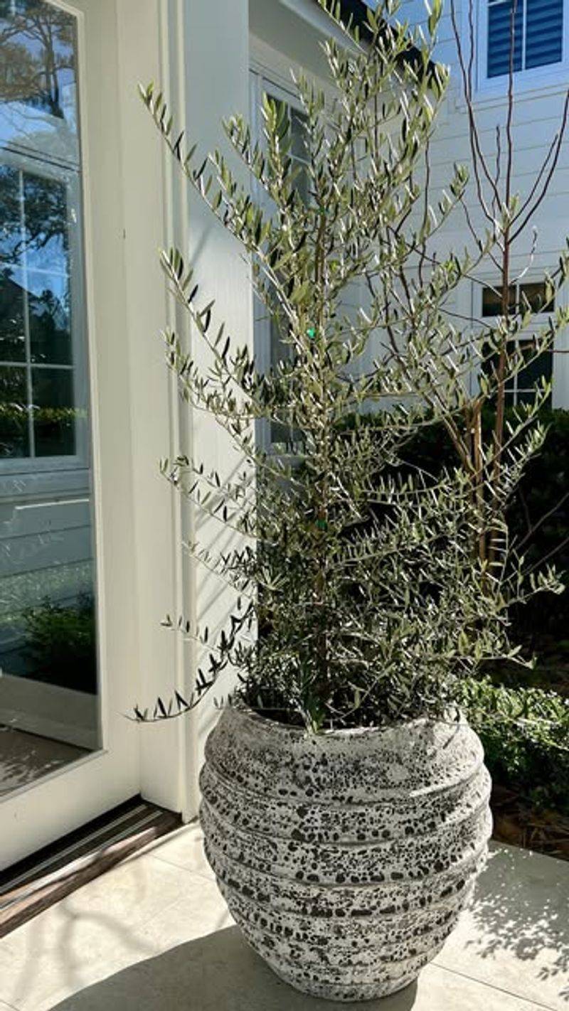 Olive Tree