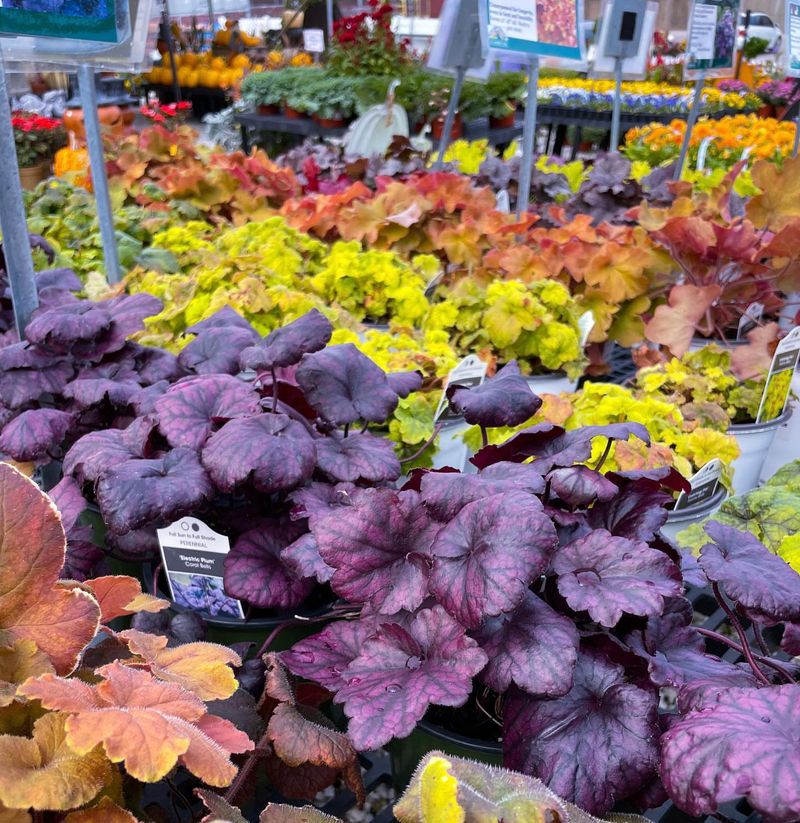 Heuchera