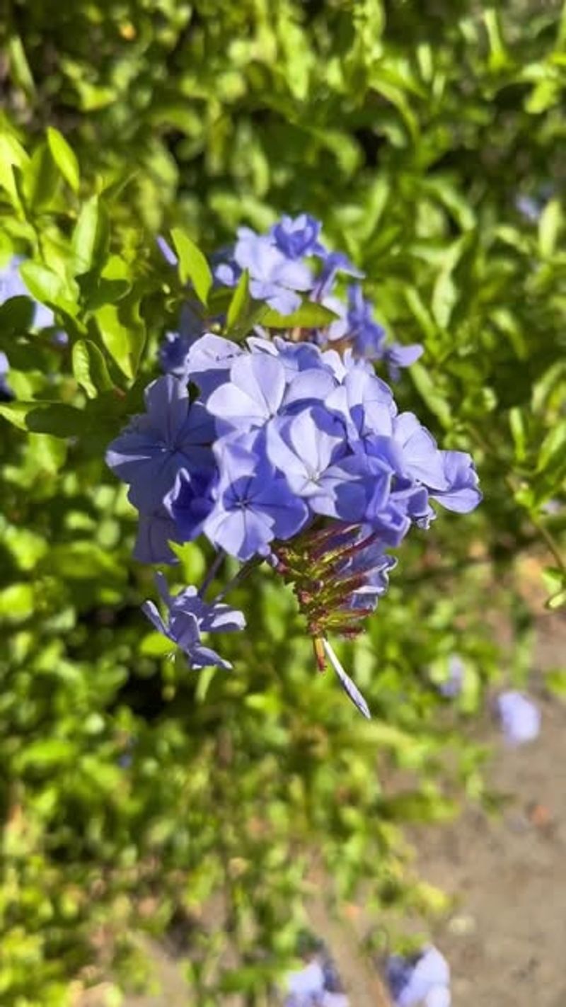 Plumbago Cascades With Sky-Blue Flowers