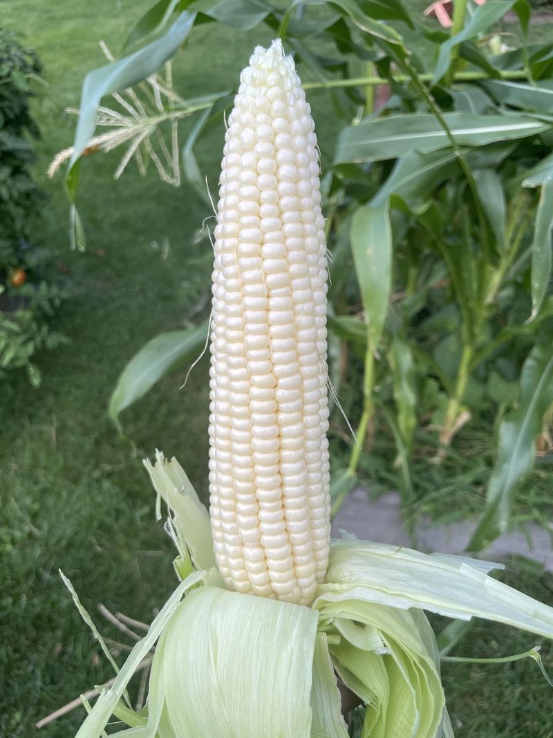Sweet Corn Varieties Over 90 Days