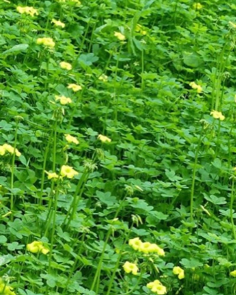 Certain Invasive Plant Species