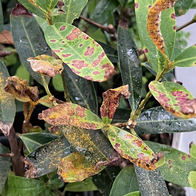 Susceptible Plant Varieties