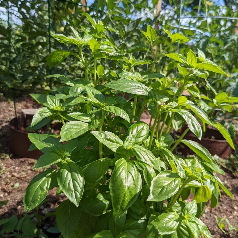 Basil