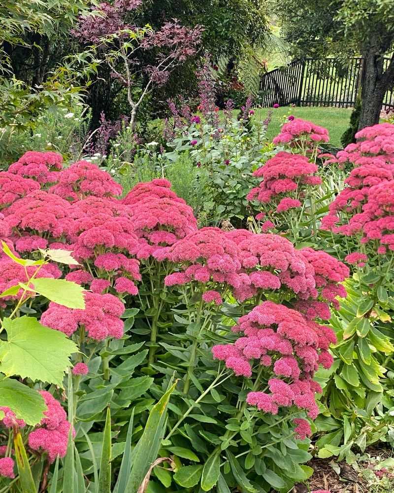 Sedum 'Autumn Joy'