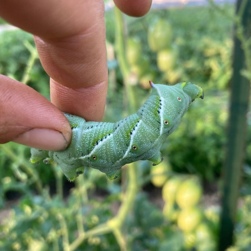 Tomato Hornworms