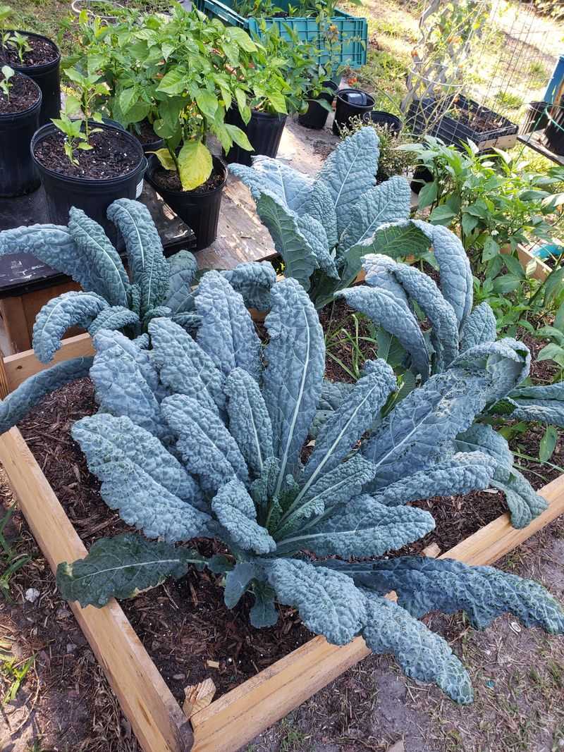 Kale