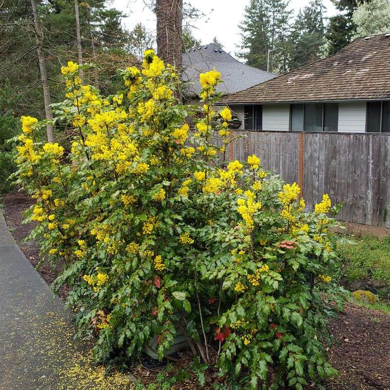 Oregon Grape Imposters (Mahonia aquifolium cultivars)