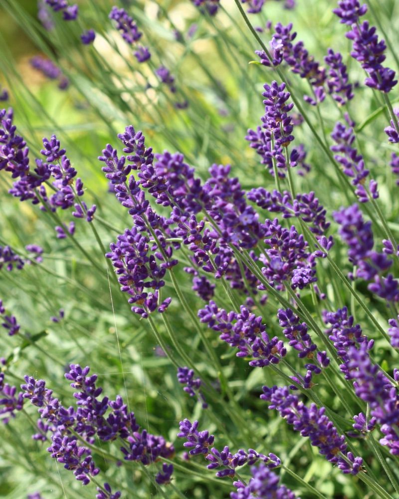 Hidcote Lavender (Lavandula angustifolia 'Hidcote')