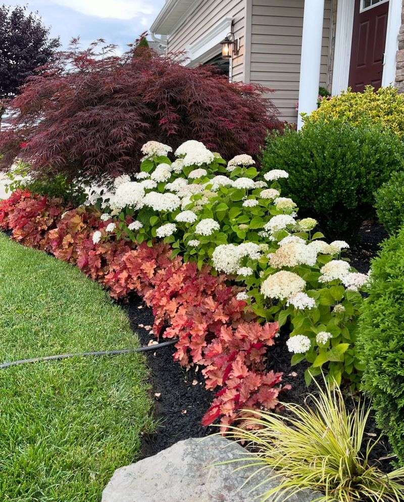 Hydrangea