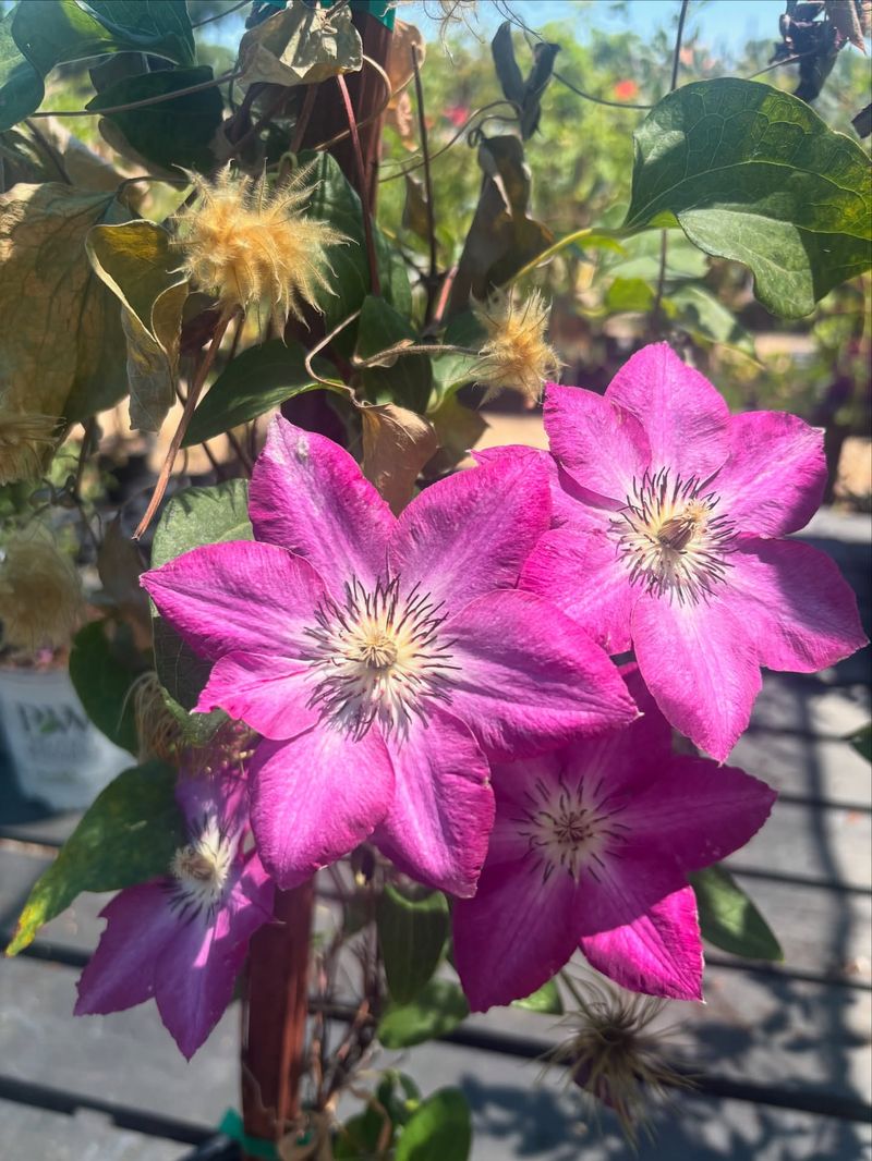 Clematis