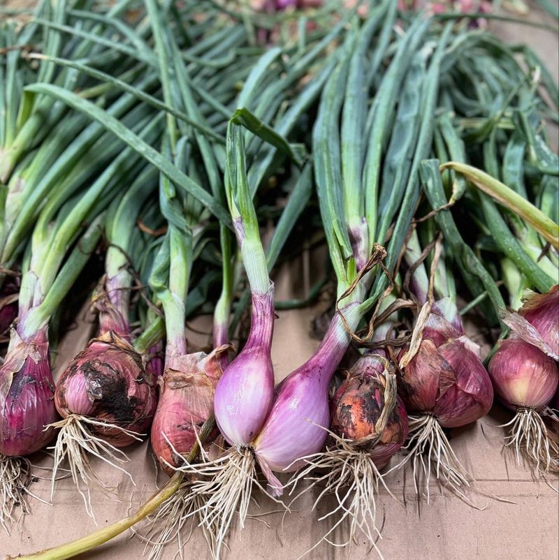 Shallots
