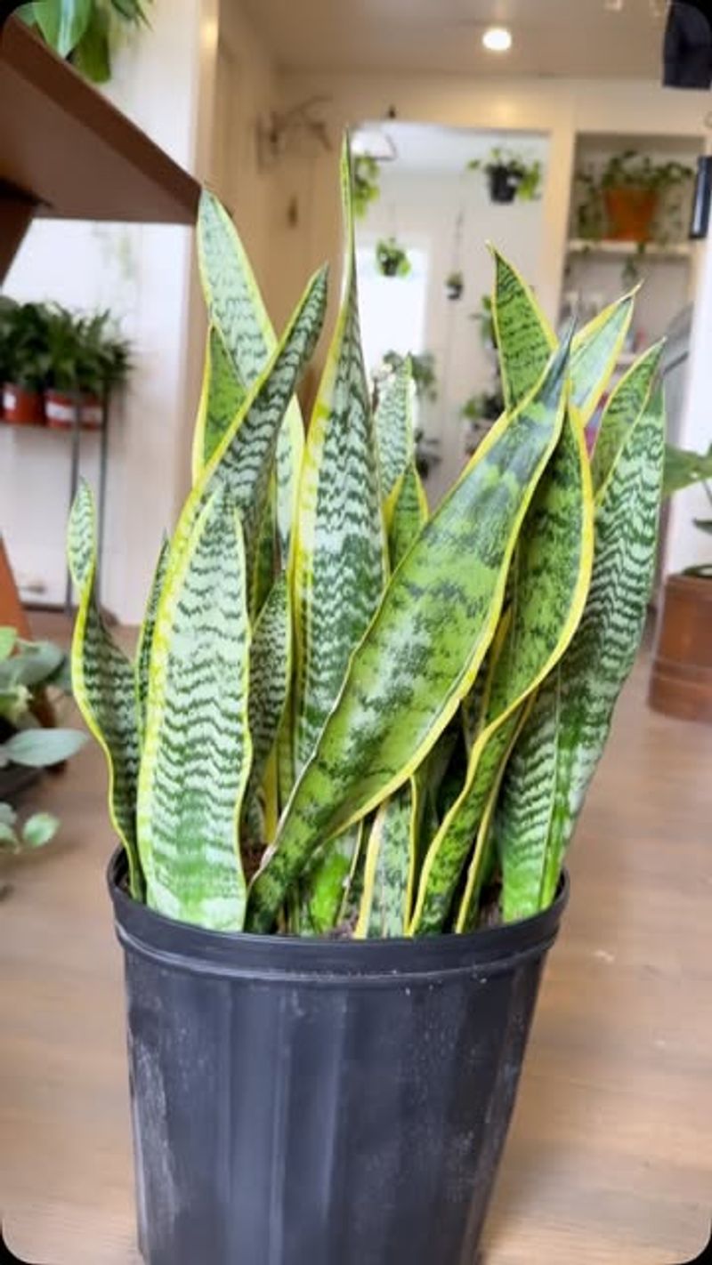 Snake Plant