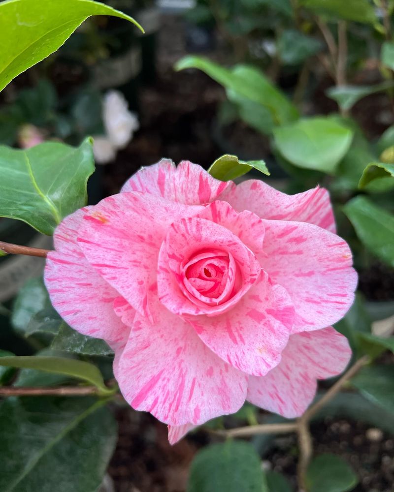 Camellia