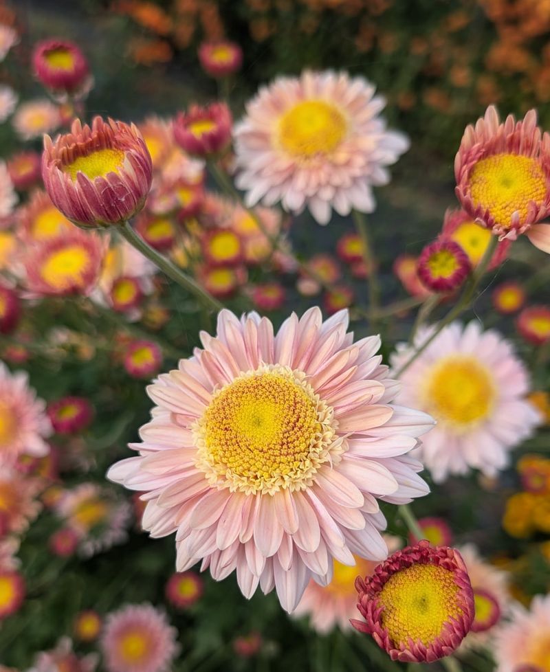 Chrysanthemums