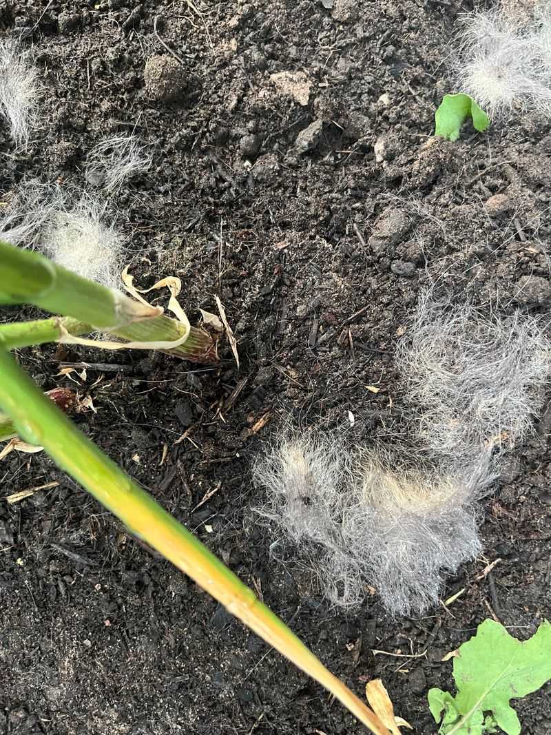 Human Hair Horrors