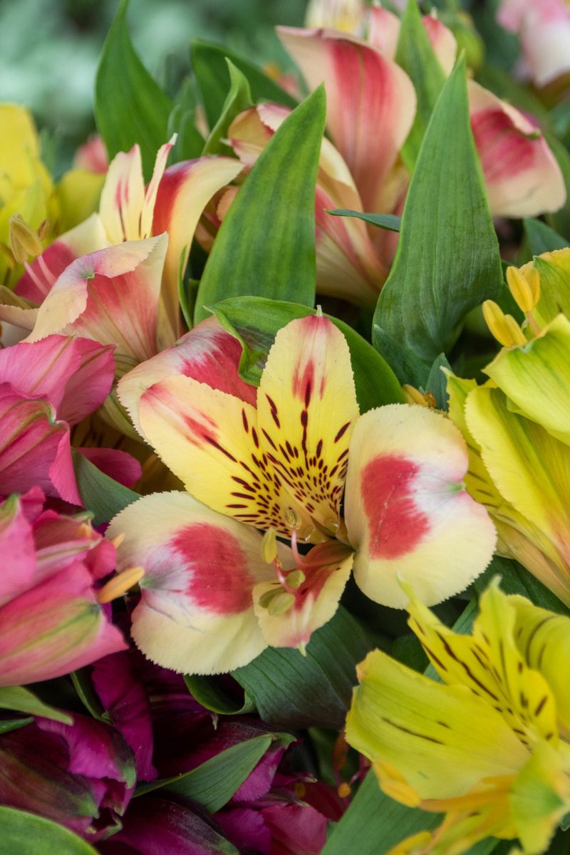 Alstroemeria
