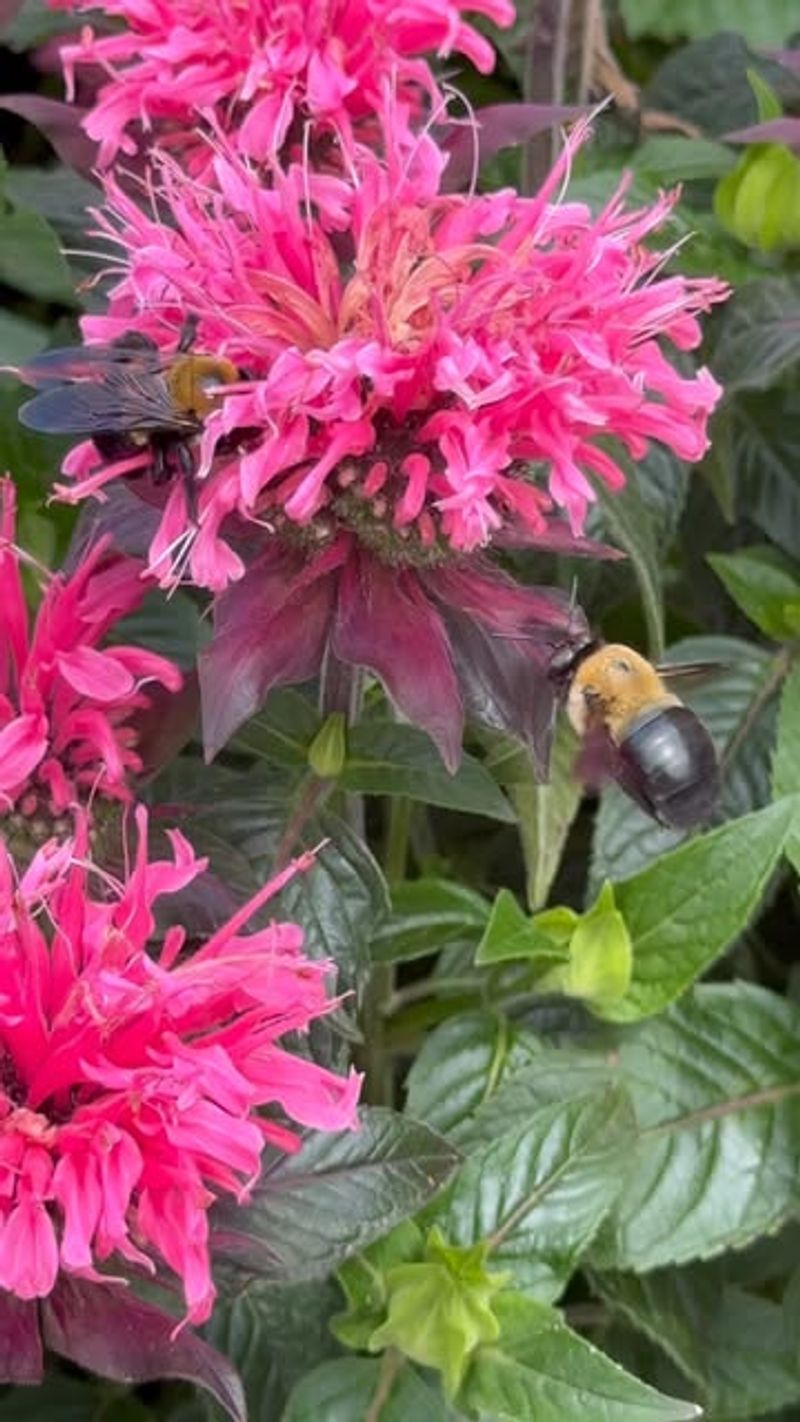 Bee Balm: Pollinator Party Central