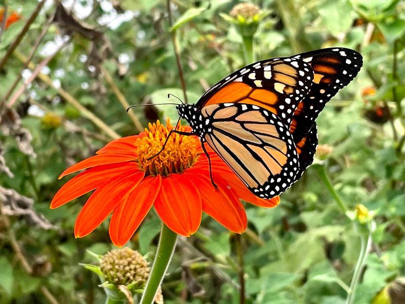 Mexican Sunflower (Tithonia)
