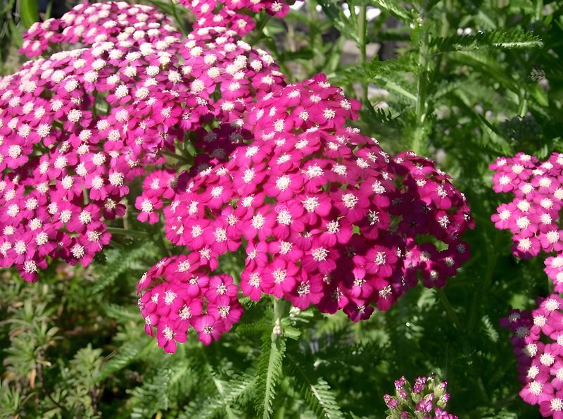 Yarrow (Achillea millefolium)