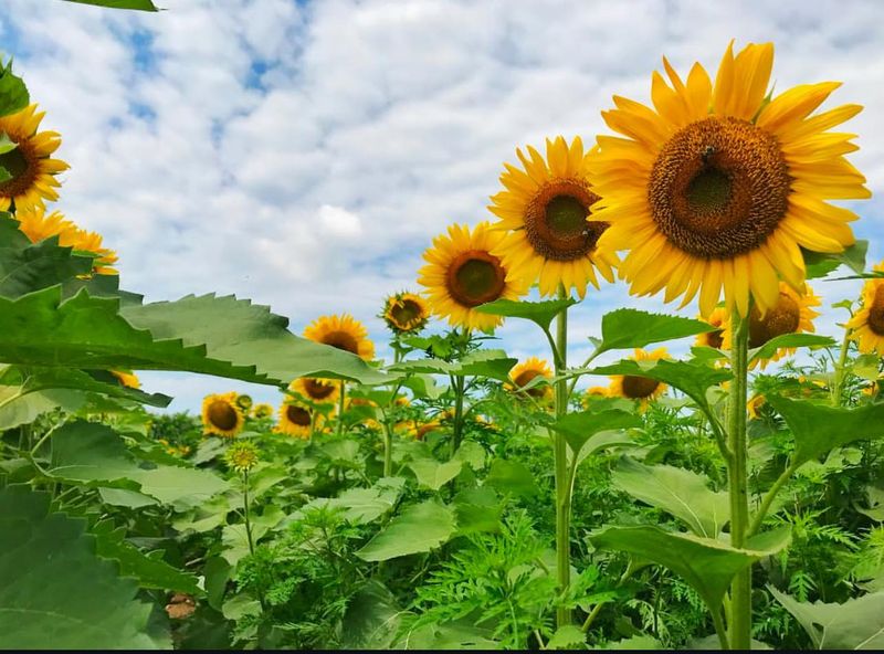 Sunflower (Helianthus)