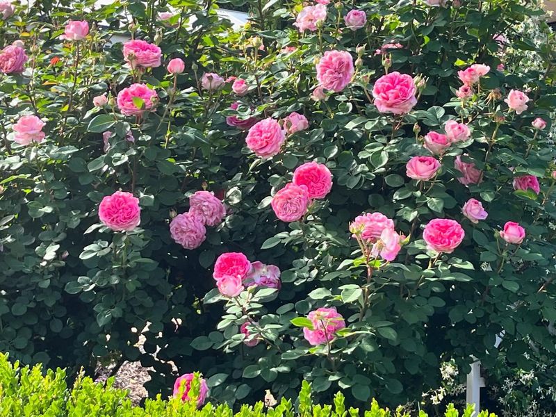 Roses: Queens Of The Sunny Garden