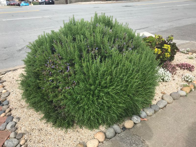 Rosemary: Aromatic Tick Barrier