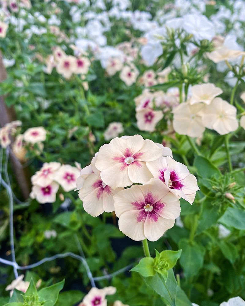 Phlox Responds to Pinching