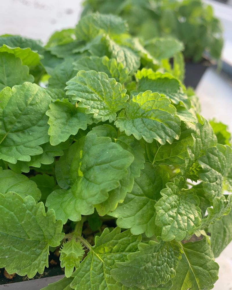 Lemon Balm: The Calming Citrus Herb