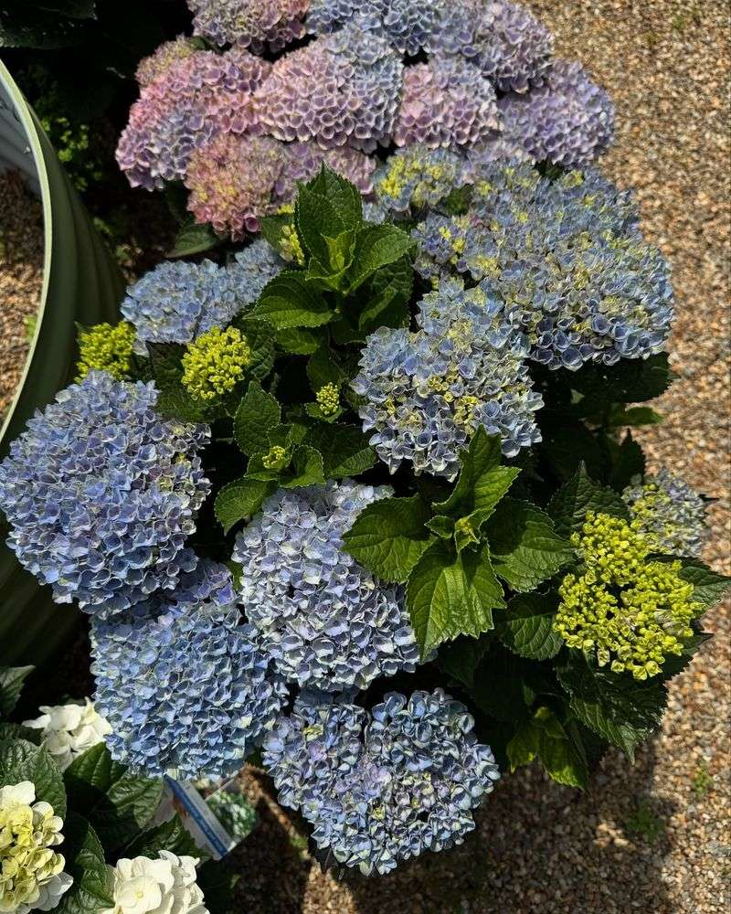 Hydrangeas: The Color-Changing Wonders