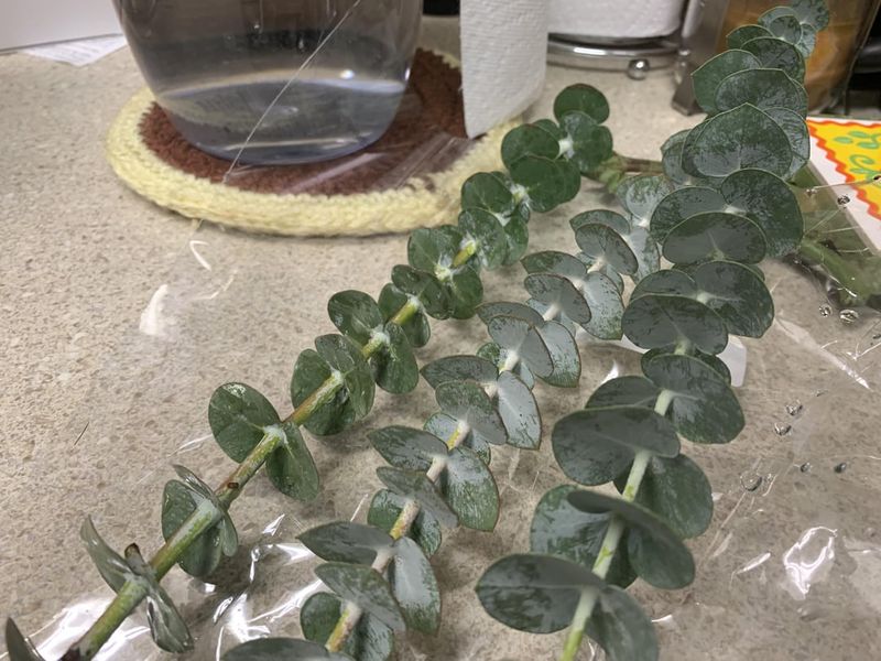 Eucalyptus - The Breathing Enhancer