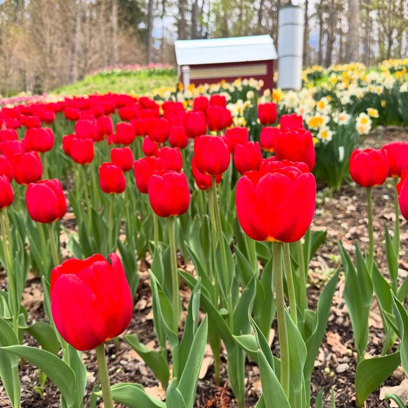 Red Tulips with White Daffodils