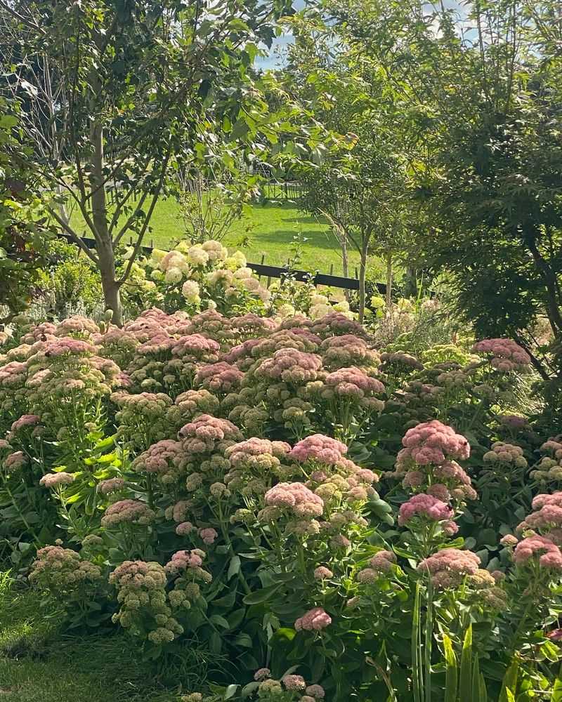 Sedum – Nature's Living Sponge