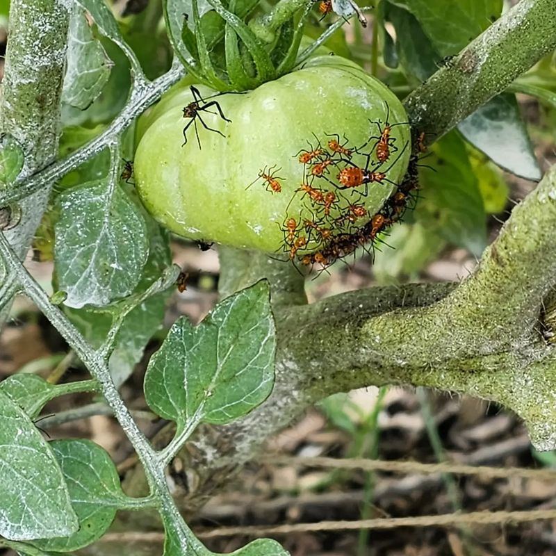 Leaf-Footed Bugs on Tomatoes