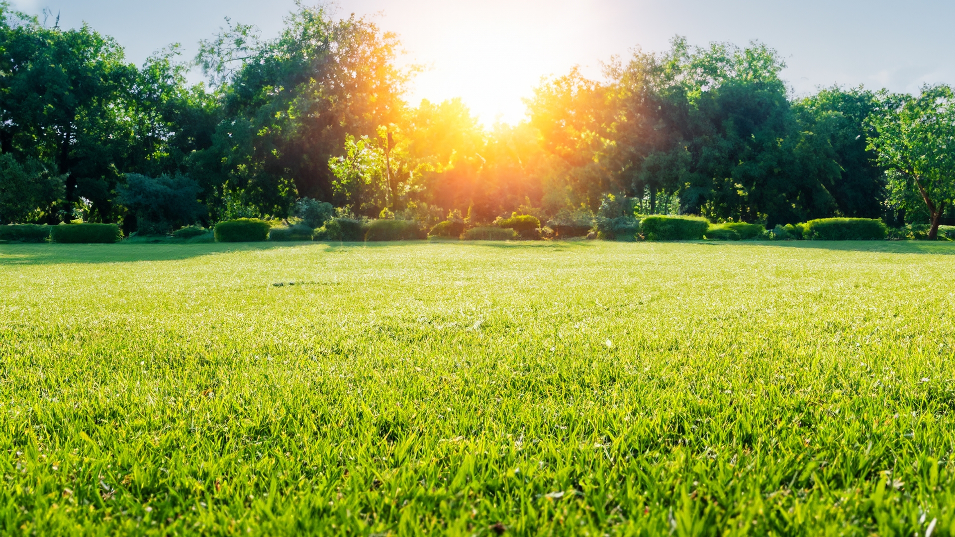 lawn